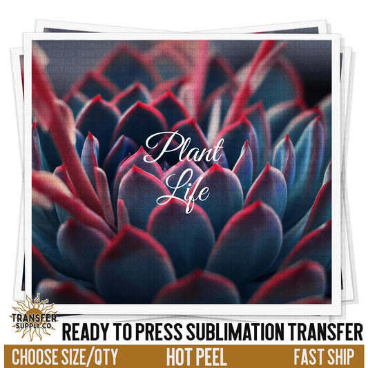 Colorful Succulents Sublimation Transfer | Sublimation Tumbler Wraps, Sublimation Tumbler Transfers, Ready to Press Sublimation Transfers